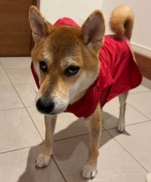 散歩後に飼い主を睨む犬　理由に「笑った」「分かるよー！」