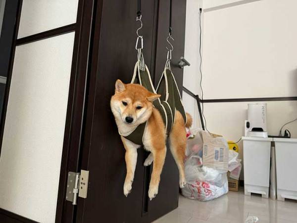 柴犬の顔に『７万いいね』　爪切り直前の１枚に「すべてを悟った顔してる」「頑張れ」