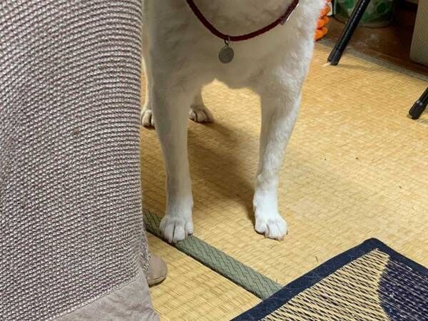 「やめてくれ」　飼い主を困らせた犬の表情に「めっちゃ笑った」「演技派ですね」