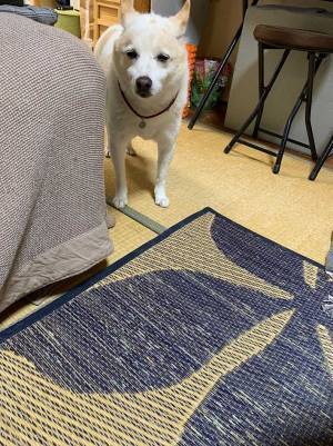 「やめてくれ」　飼い主を困らせた犬の表情に「めっちゃ笑った」「演技派ですね」