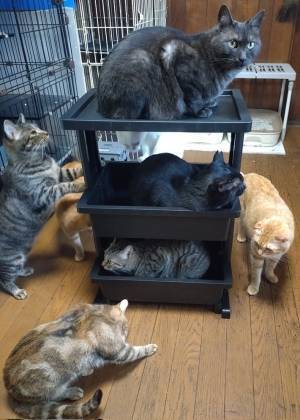 収納棚を組み立てた飼い主　泣く泣く使うのを諦めたワケが？