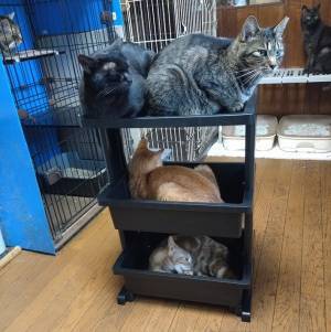 収納棚を組み立てた飼い主　泣く泣く使うのを諦めたワケが？