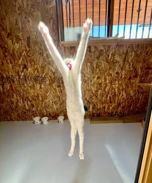 飼い主と遊ぶ生後３か月の猫　跳躍する姿に「芸術点が高い」「お見事！」