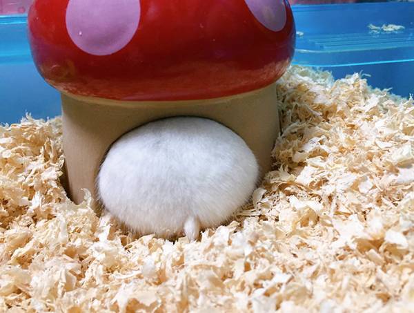 『ハムけつ曜日』が話題　かわいすぎる１枚に、悶絶する声