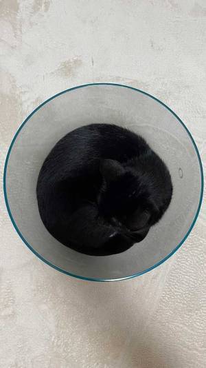 猫は液体だった？　飼い主の『１枚』に「気付けなかった」