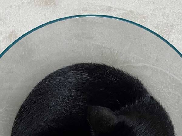 猫は液体だった？　飼い主の『１枚』に「気付けなかった」