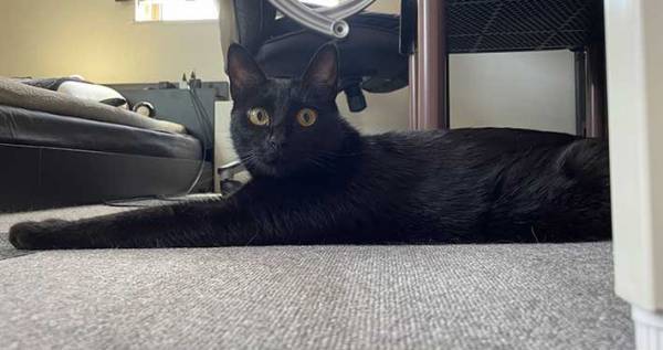 猫は液体だった？　飼い主の『１枚』に「気付けなかった」