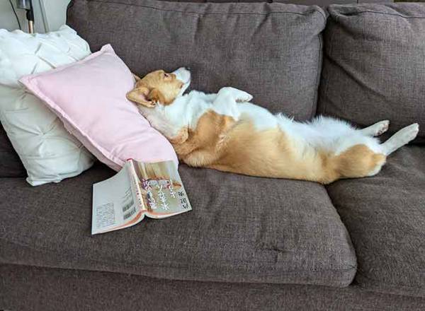 トイレから戻ると…　激写した１枚に「笑った」「漫画のヒロインかよ」