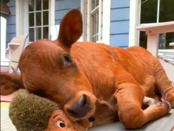 thegentlebarn