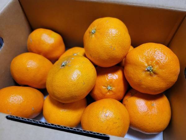 ミカンの保管　ヘタは上向き？下向き？　正解に「マジかよ」「間違ってた」