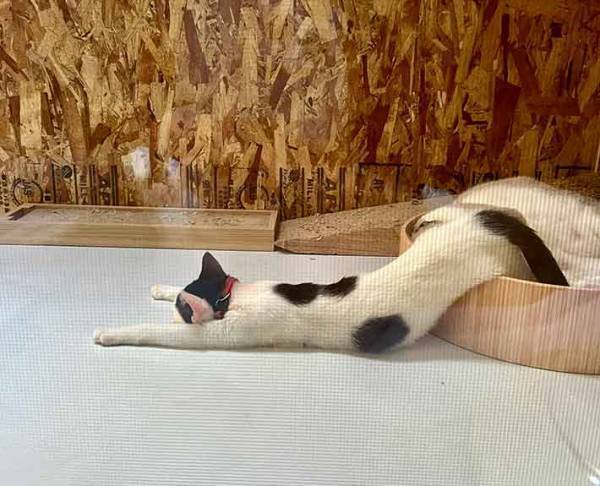 猫の寝姿に『５万いいね』　「ニュルン」とした格好で「目覚まし止めて二度寝してる」