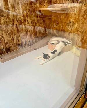 猫の寝姿に『５万いいね』　「ニュルン」とした格好で「目覚まし止めて二度寝してる」