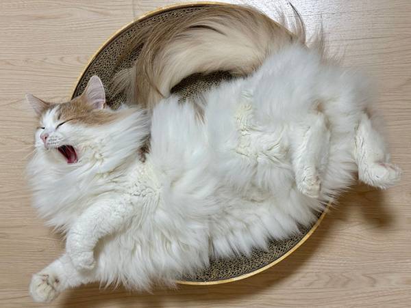 「猫の活け造り」　横たわる姿に「芸術的だ」「すべてが完璧」