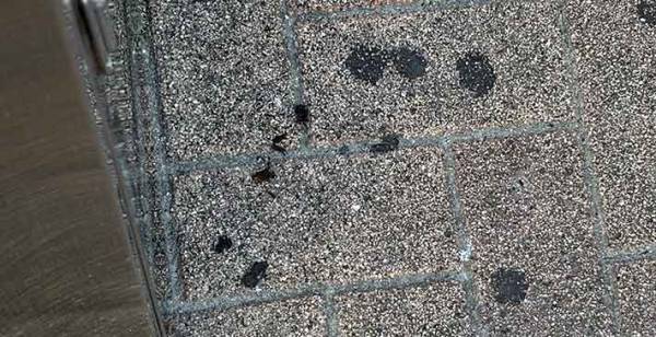 アスファルトに付いた黒い塊が？　１時間取った結果に「こりゃ地道な作業」