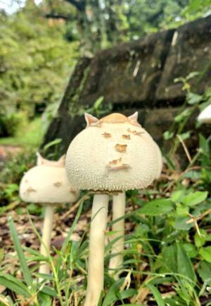 住職「父親が発見したキノコ」　表面を見て「電車で笑いかけた」