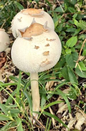 住職「父親が発見したキノコ」　表面を見て「電車で笑いかけた」