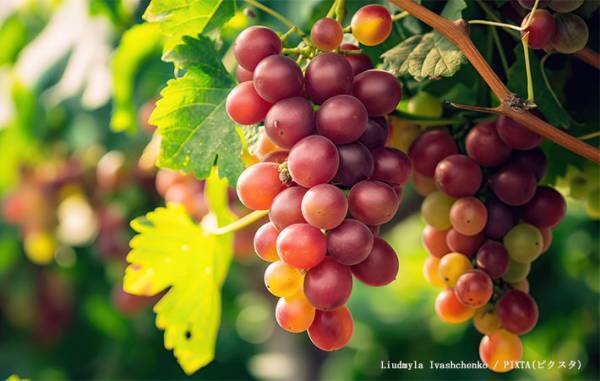 ブドウの皮は食べてもいい？　JAフルーツ山梨の回答に「そうだったのか」