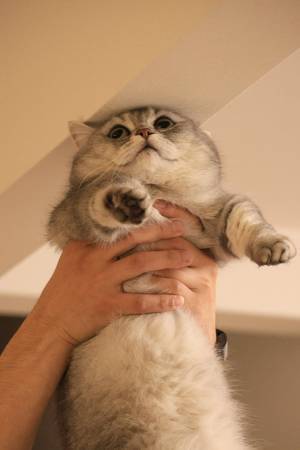 「はえー？」って顔をする猫　表情に、１０万人がキュン！