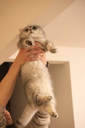 「はえー？」って顔をする猫　表情に、１０万人がキュン！