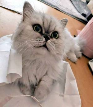 コントかよ！　２匹の状況に「笑った」「絶対振り向けない」