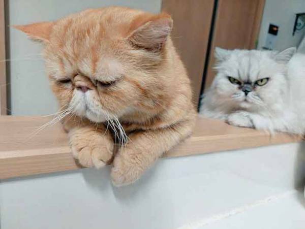 コントかよ！　２匹の状況に「笑った」「絶対振り向けない」