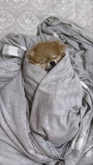 すやすやと眠るポメラニアン　寝ていた場所が…「尊すぎる」「早くこれになりたい」