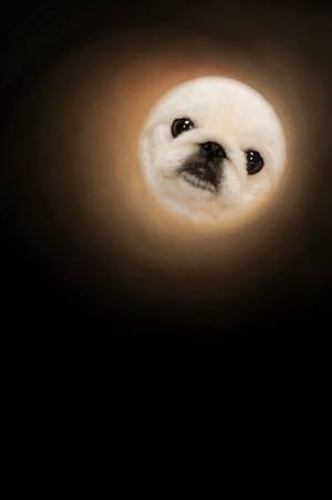 飼い主「月になった犬」　写真に２万人が爆笑したワケは？