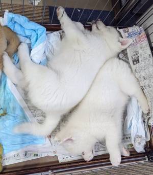 背中を合わせる２匹の秋田犬　「新品の靴のよう」だと話題の１枚がこちら