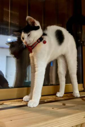 立ち上がった愛猫の姿が…？　写真に「びよーーん」「長すぎる」