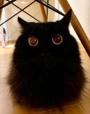 トトロみたいな生き物　正体は？　「笑った」「全力で守りたくなる」