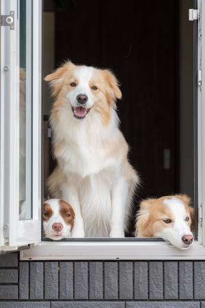 合成だと疑われた犬　その姿に「笑った」「卒アル写真の日に欠席した学生」