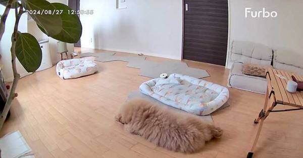 飼い主「ラグに見える」　留守番カメラに映る犬が、じわじわくる