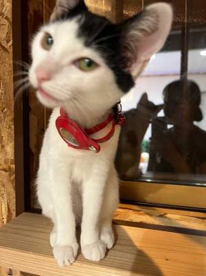 飼い主「びっくりするかな？」　愛猫にパック姿を見せた結果…