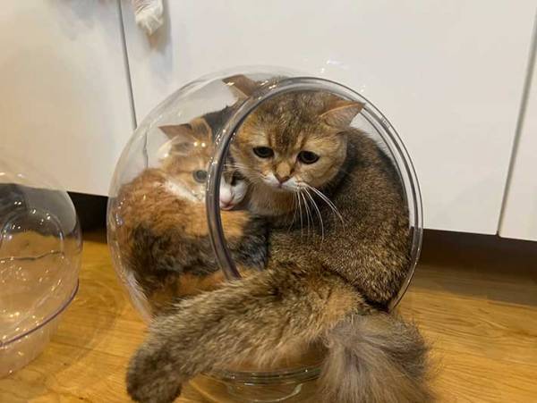 飼い主「お前が後に入ったんだよ！」　１枚に「笑った」「表情よすぎる」