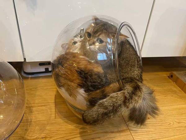 飼い主「お前が後に入ったんだよ！」　１枚に「笑った」「表情よすぎる」