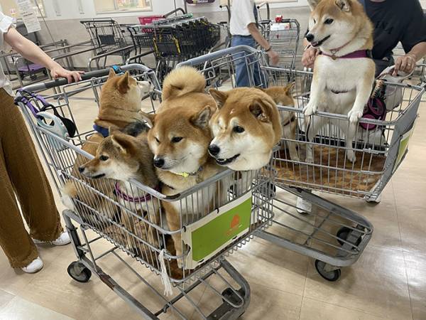 「チラ見どころかガン見するわ！」　ホームセンターでカートを見ると？