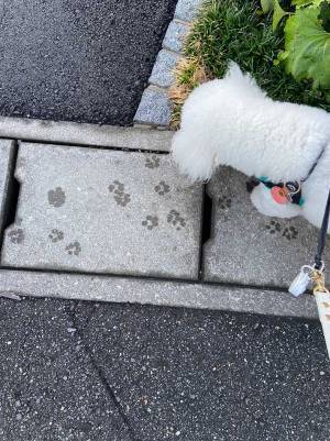 「素敵なスタンプ！」「俺もこれがいい」　愛犬の足跡が…