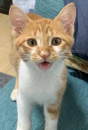 飼い主「きっとイケニャンになるだろう」　数年後の姿に「むしろ最高」「なんて立派」