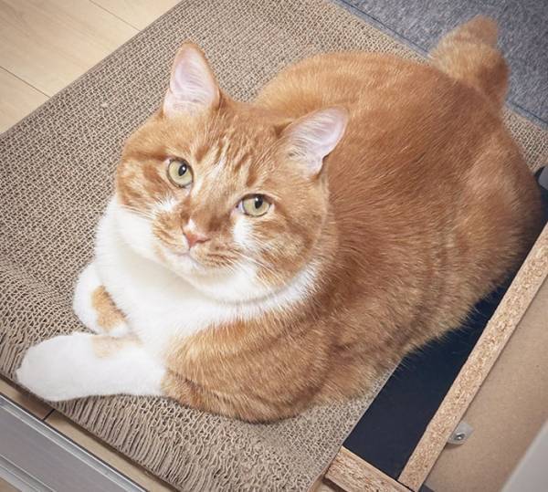 飼い主「きっとイケニャンになるだろう」　数年後の姿に「むしろ最高」「なんて立派」