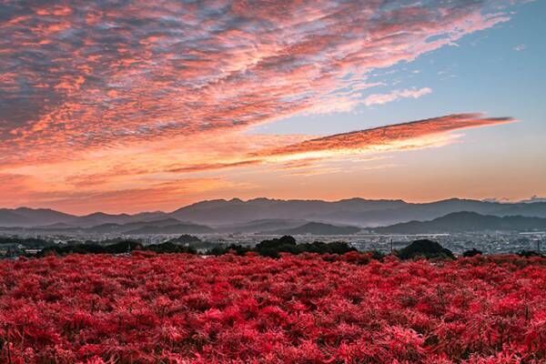 彼岸花の写真