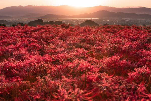 奈良県で見られる『真っ赤な絨毯』？　景色に「人生で一度は見てみたい」