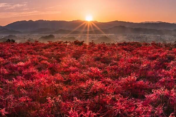 彼岸花の写真