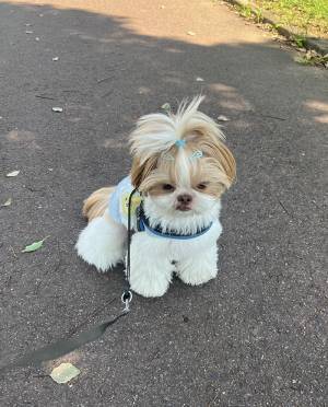 散歩で人と犬に会えなかったシーズー　見せた姿に「顔、顔ー！」「露骨でワロタ」