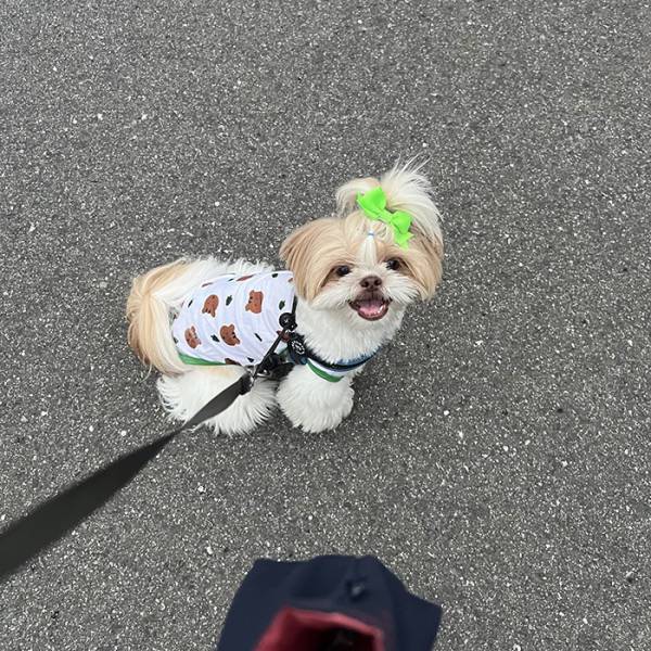 散歩で人と犬に会えなかったシーズー　見せた姿に「顔、顔ー！」「露骨でワロタ」