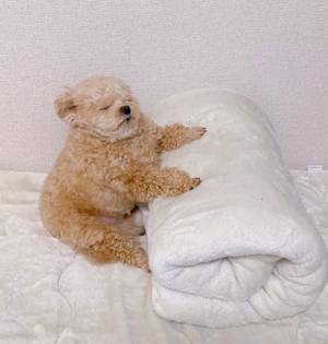 『毛布』にソッと脚を置いて？　犬の姿に「顔がいい」「ゾーン入ってる」