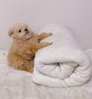 『毛布』にソッと脚を置いて？　犬の姿に「顔がいい」「ゾーン入ってる」