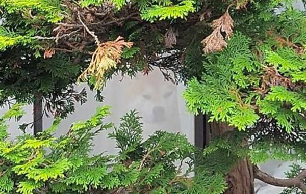 本物の『柴犬好き』にだけ見える柴犬　写真に「そこにいたのか」「これは難易度高い」
