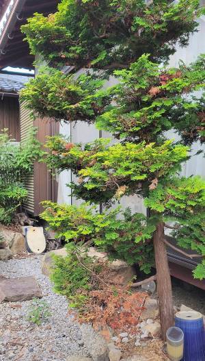 本物の『柴犬好き』にだけ見える柴犬　写真に「そこにいたのか」「これは難易度高い」