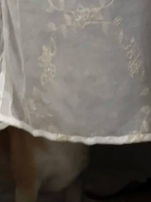 「『それ』が見えたら終わり」　カーテン越しに、柴犬が…「吹きました」