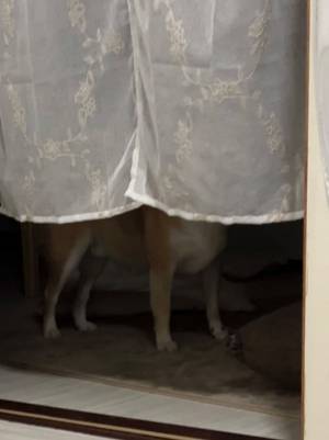 「『それ』が見えたら終わり」　カーテン越しに、柴犬が…「吹きました」